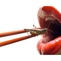 229: Insects for dinner: Do we have a duty of care?