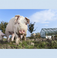 420: African Swine Fever - how worried should we be?