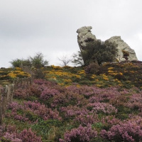 Brezales, abejas y fuego, con Fernando Ojeda | Actualidad y Empleo Ambiental #92