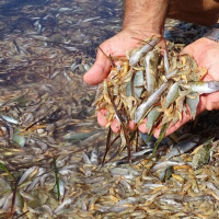 El por qué del desastre ecológico en el Mar Menor y cómo funciona la investigación en China, con Felix Picazo.