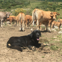 Mastines y ganado, con Blanca Berzosa | Actualidad y Empleo Ambiental #70