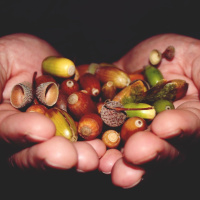 Analizamos la Gran Bellotada Ibérica, con Daniel Moya | Actualidad y Empleo Ambiental #26