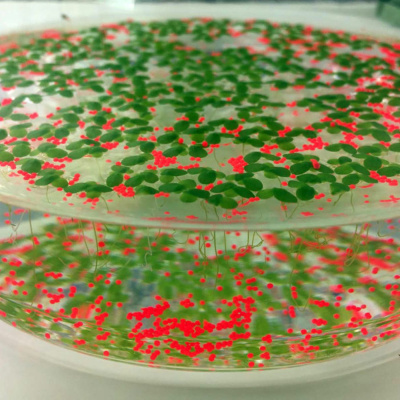 Actualidad Y Empleo Ambiental