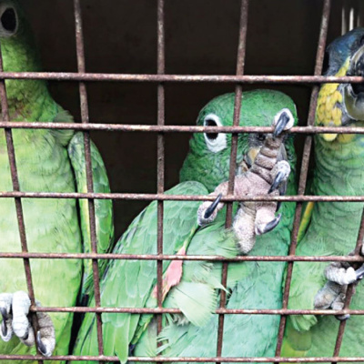 Actualidad Y Empleo Ambiental