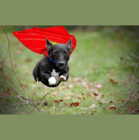 Leonard Williams Drops - Redskins Blink