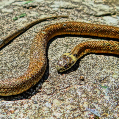 Relatos De Terror, Ciencia Ficción, Misterio...