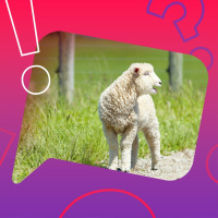 Schäfchen zählen macht müde?