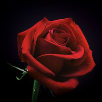 Daily Short Stories: A Rose for Emily