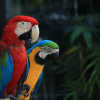 Kayas Bird Watching Experience