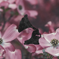 II.VII. So Many Dogwoods In Bloom