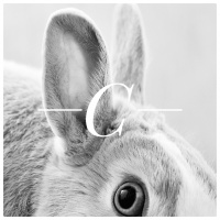 Minitrama #09 - Coelho Branco