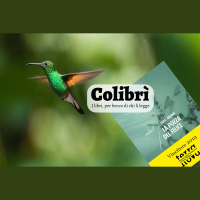 Colibrì 02