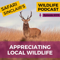#019 - Appreciating Local Wildlife - Safari Sinclair Wildlife Podcast