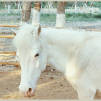 这行水太深 · 偶遇京郊训马师，北京居然有这么多马场！