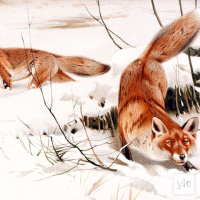 Kettu loi maailman tanssimalla ja laulamalla – tähän luomiskertomukseen minä haluan uskoa!