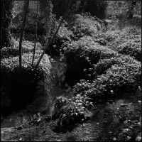 Woodland adventures - Episode 2