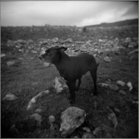 Scotland 2020: Holga weather
