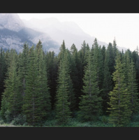 Why the Evergreen Trees Keep Their Leaves in Winter