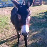 Vegan Talk with Adrienne Kramer and William Wheaton