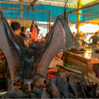 Vegan Talk: Coronavirus Daily Update March 22