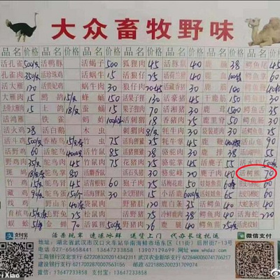 Vegan Talk with William Wheaton