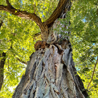 Bk. 1, Pt. 1, Ch. 7: What The Boys did with that Bear  The Riches of the Elder Count Bezukhov