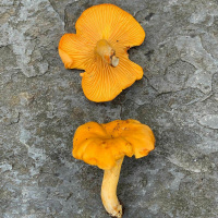 #52 Paddenstoelen 2.0