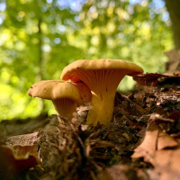 #8 Paddenstoelen