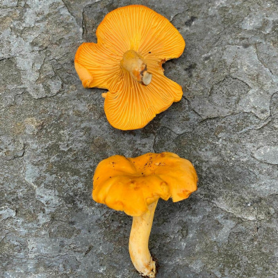 Wat Schaft de Podcast