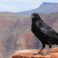 KaYZ-A – Bir Murat Yıldırım Öyküsü