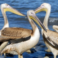 Pelikan Zamanı - Bir Atilla Bozoğlu Öyküsü