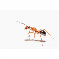 Where to Put Your Stocks and Bonds (Build Wealth Like an Ant, Part 5)