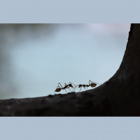 BlogPod: Build Wealth Like an Ant, Part 4