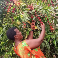 Kigezi Coffee Development Academy