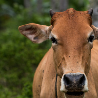 Indonesian Live Cattle Trade: Balancing Pressures in Australia and Indonesia