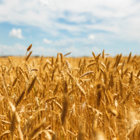 Wheat a Minute! Have Australian Wheat Export Markets Been Disrupted?