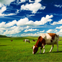 Checking the Pulse of Chinas Dairy Market