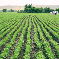 India’s 2019 Monsoon and Its Impact on Soybeans Crops and the Dairy Industry