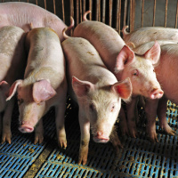 How ASF Is Changing the Animal Protein Landscape in Southeast Asia