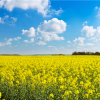 The Canola Files, Part 3: Golden Prices Flatten China’s Demand