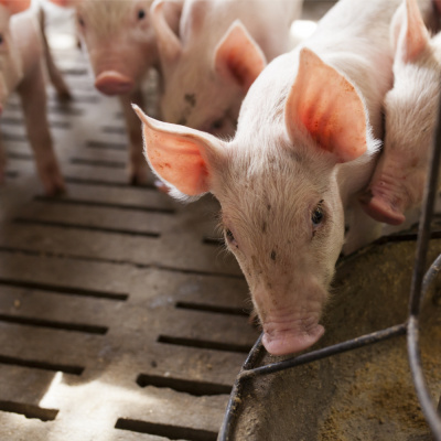 RaboResearch Food  Agribusiness Asia