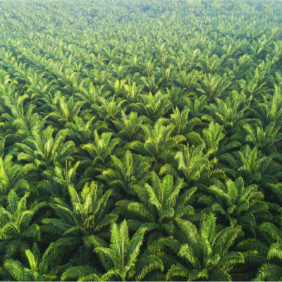 RaboResearch Food  Agribusiness Asia