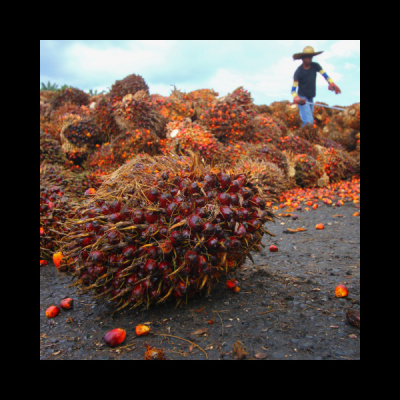 RaboResearch Food  Agribusiness Asia