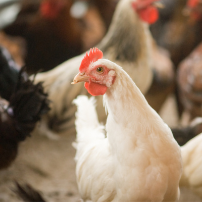 RaboResearch Food  Agribusiness Asia