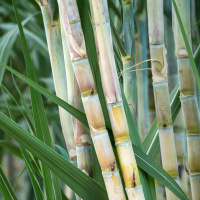 Uncertain Times for Cane, Sugar and Ethanol