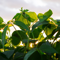 Spotlight on Soybeans