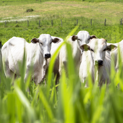 RaboResearch Food  Agribusiness Brazil