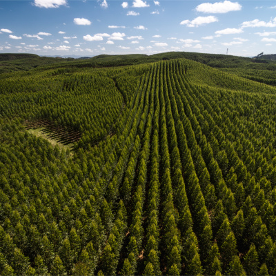 RaboResearch Food  Agribusiness Brazil