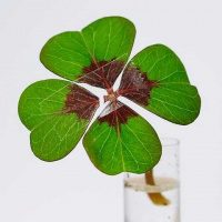 โชคร้ายทั้งปี ทำอะไรก็เจอแต่ปัญหา แก้ยังไงดี?