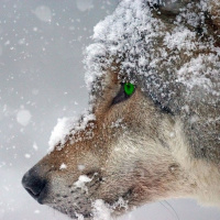 Par Ouï-dire - Nos voisins sauvages - 28/02/2022